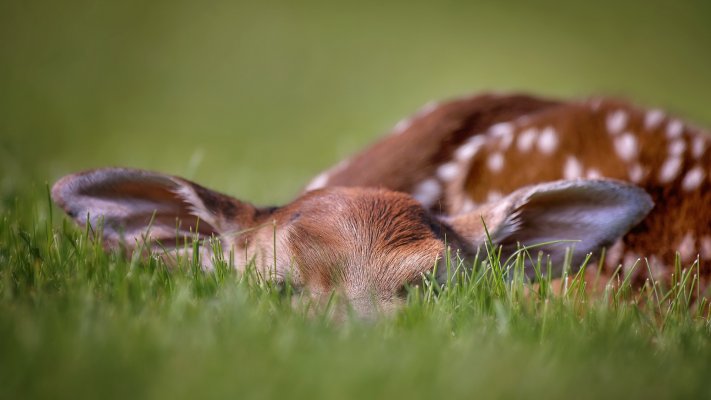 Animals. Desktop wallpaper