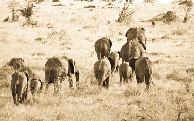 Animals. Desktop wallpaper