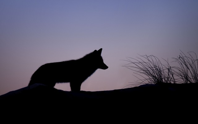 Animals. Desktop wallpaper