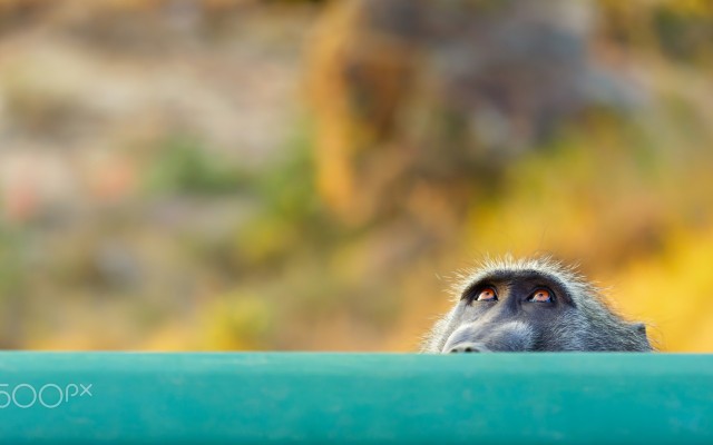 Animals. Desktop wallpaper