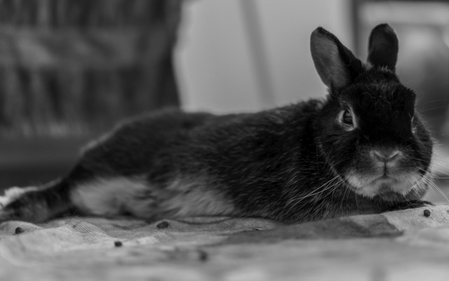 Animals. Desktop wallpaper