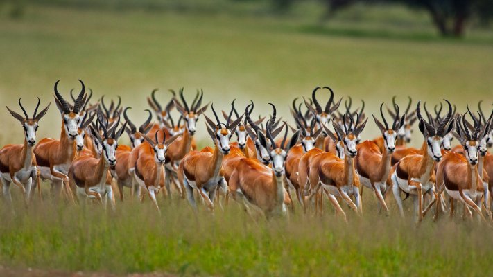Animals. Desktop wallpaper