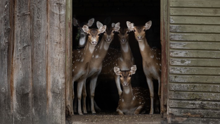 Animals. Desktop wallpaper