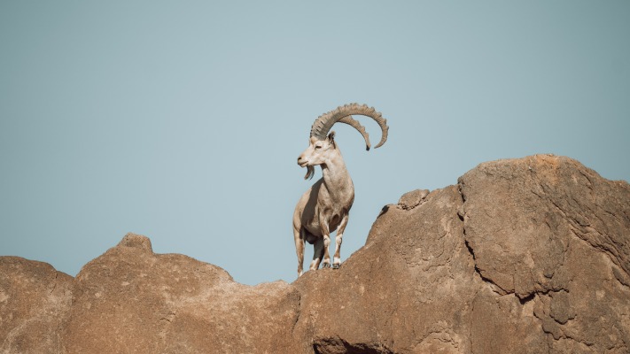 Animals. Desktop wallpaper