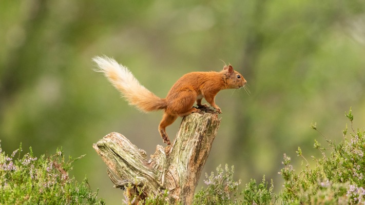 Animals. Desktop wallpaper