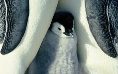 Desktop wallpaper. March of the Penguins. ID:4349