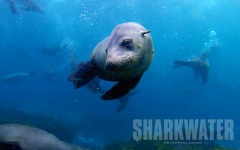 Desktop wallpaper. Sharkwater. ID:24987