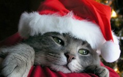 Desktop wallpaper. Holidays. ID:3431