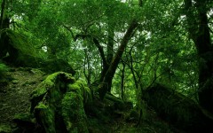 Desktop image. Nature. ID:28715