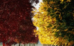 Desktop image. Nature. ID:28716