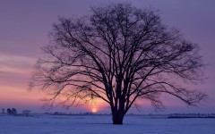 Desktop image. Nature. ID:28718