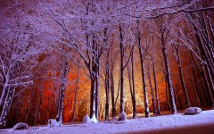Desktop image. Nature. ID:50326