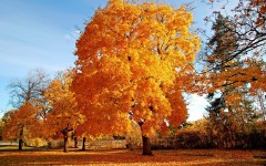 Desktop wallpaper. Nature. ID:28738