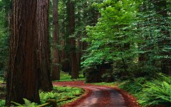 Desktop wallpaper. Nature. ID:28752