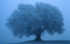 Desktop wallpaper. Nature. ID:28759