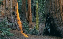 Desktop image. Nature. ID:28786