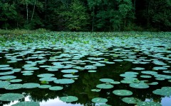 Desktop wallpaper. Nature. ID:28825