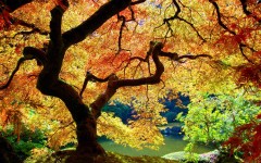 Desktop image. Nature. ID:28838