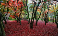Desktop wallpaper. Nature. ID:28856