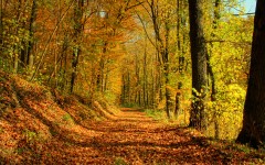 Desktop wallpaper. Nature. ID:28860