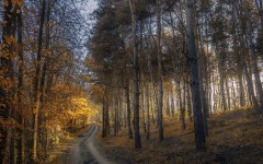 Desktop wallpaper. Nature. ID:50111