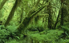 Desktop wallpaper. Nature. ID:28876