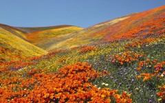 Desktop wallpaper. Nature. ID:28905