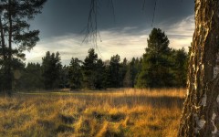 Desktop image. Nature. ID:28961