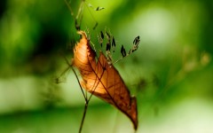 Desktop wallpaper. Nature. ID:28984