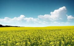 Desktop wallpaper. Nature. ID:29010