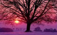 Desktop wallpaper. Nature. ID:29027