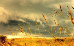 Desktop wallpaper. Nature. ID:29050