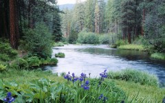Desktop wallpaper. Nature. ID:29066