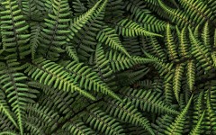 Desktop wallpaper. Nature. ID:29067