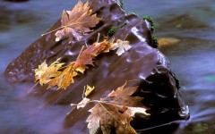Desktop wallpaper. Nature. ID:29068