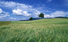 Desktop wallpaper. Nature. ID:29072