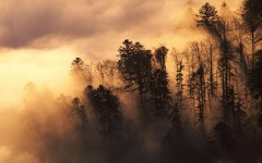 Desktop wallpaper. Nature. ID:29093