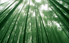 Desktop wallpaper. Nature. ID:29097
