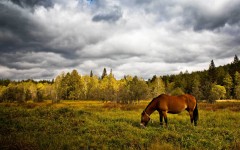 Desktop wallpaper. Nature. ID:29124