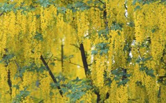 Desktop wallpaper. Nature. ID:29125
