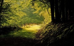 Desktop wallpaper. Nature. ID:29138