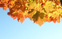 Desktop wallpaper. Nature. ID:29152