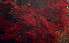Desktop wallpaper. Nature. ID:29233