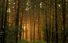 Desktop wallpaper. Nature. ID:29245