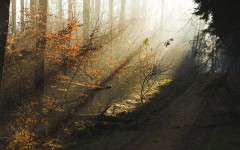 Desktop wallpaper. Nature. ID:29249