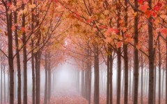Desktop wallpaper. Nature. ID:29256