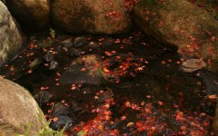 Desktop wallpaper. Nature. ID:29267