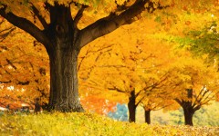 Desktop wallpaper. Nature. ID:29270