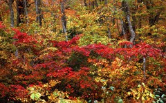 Desktop wallpaper. Nature. ID:29273