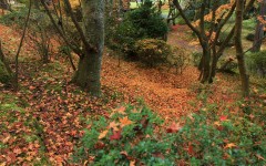 Desktop wallpaper. Nature. ID:29274
